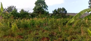 2.5 Acres of Land in Buwagajo, Touching Lake Victoria.