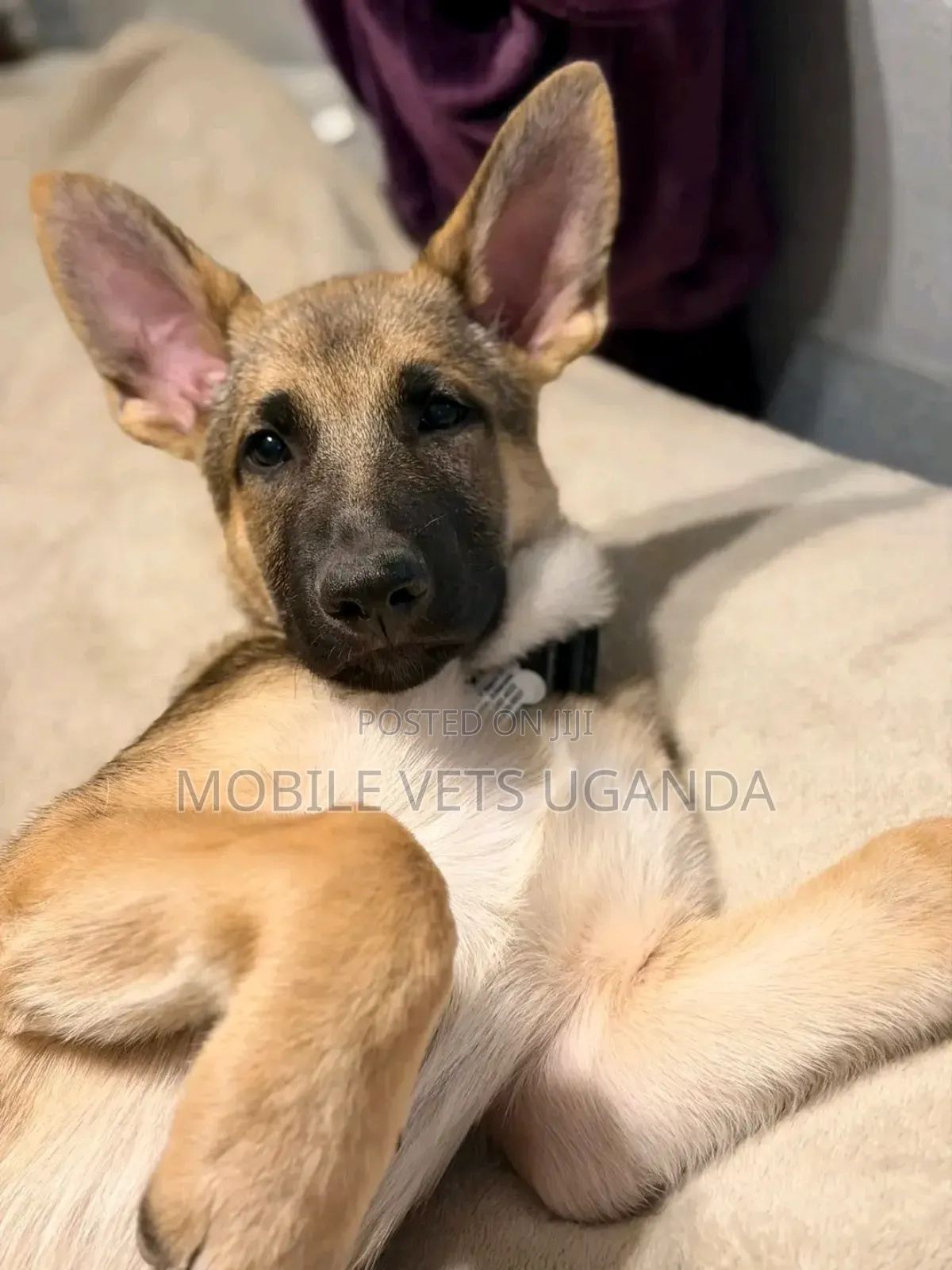 3-6 months Male Purebred German Shepherd