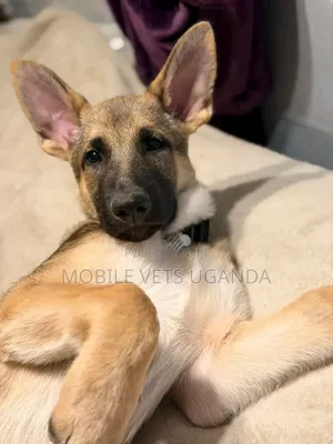 3-6 months Male Purebred German Shepherd