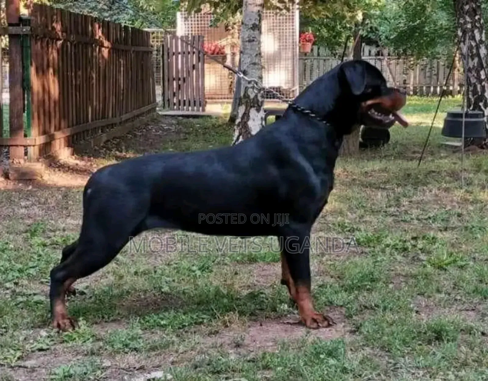 6-12 months Female Purebred Rottweiler