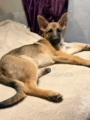 3-6 months Female Purebred German Shepherd
