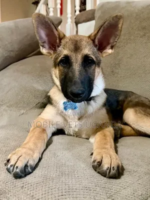 6-12 months Male Purebred German Shepherd