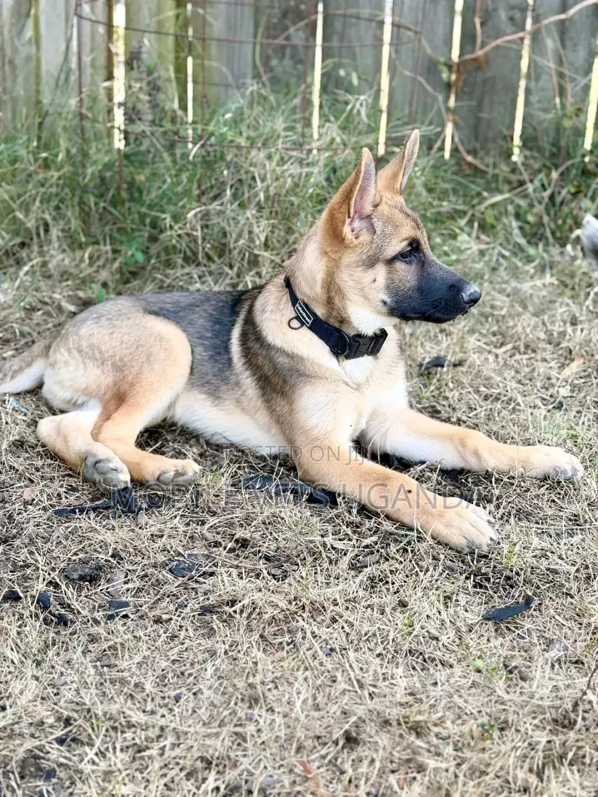 3-6 months Male Purebred German Shepherd