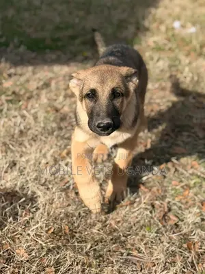 1-3 months Female Purebred German Shepherd