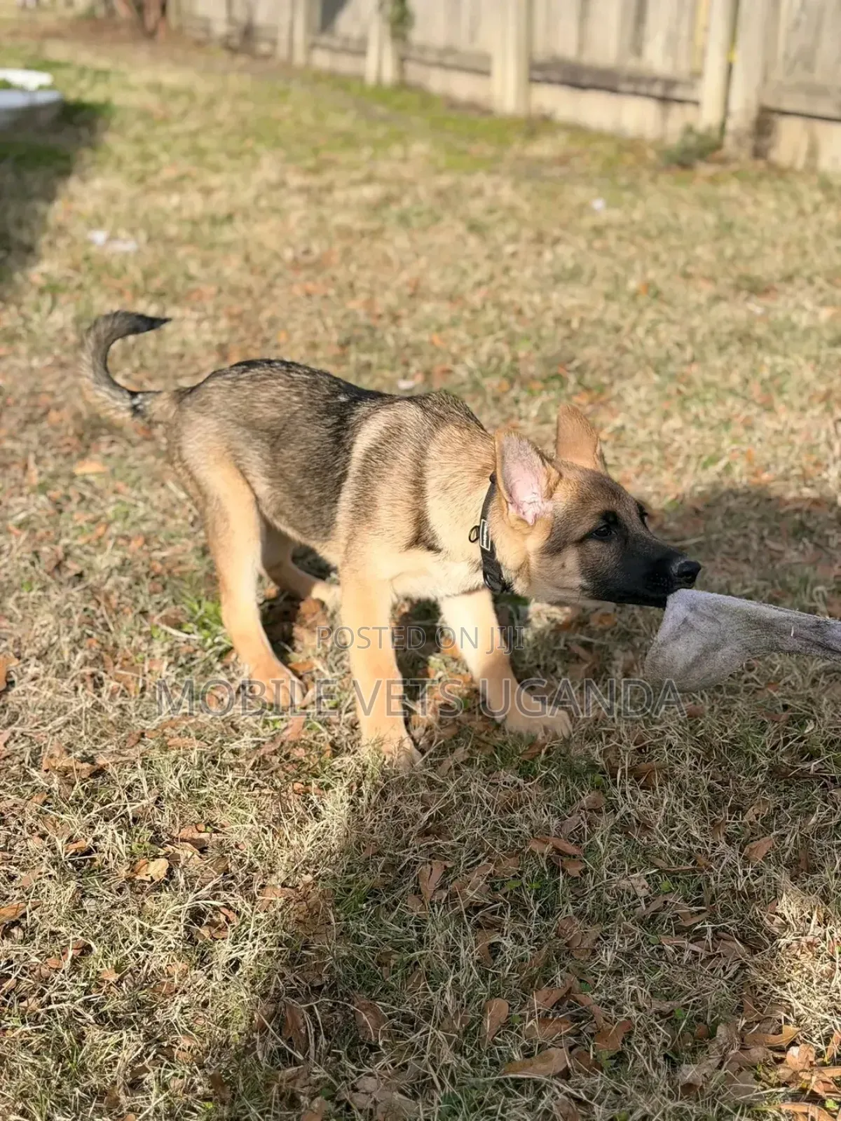1-3 months Female Purebred German Shepherd