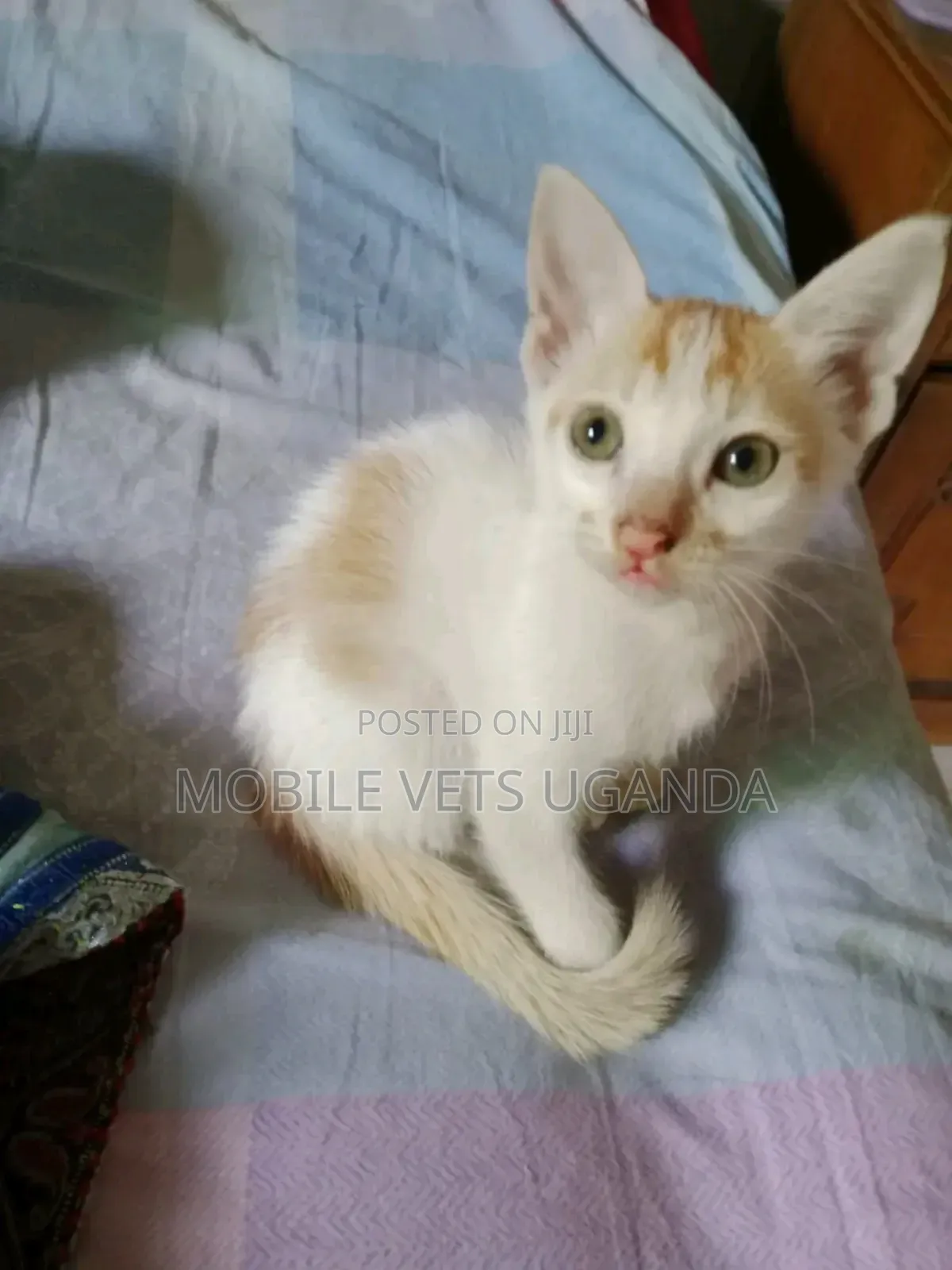 1-3 months Female Purebred Snowshoe