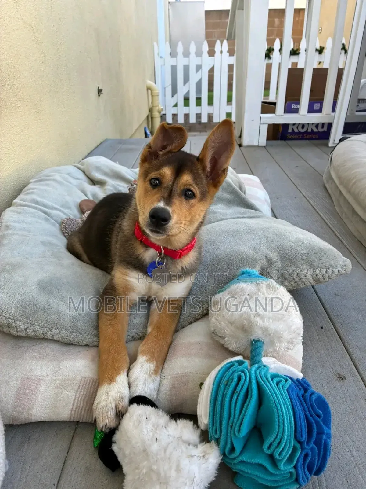 3-6 months Male Purebred German Shepherd