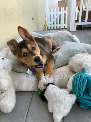 1-3 months Male Purebred German Shepherd