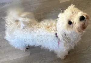 3-6 months Female Purebred Maltese