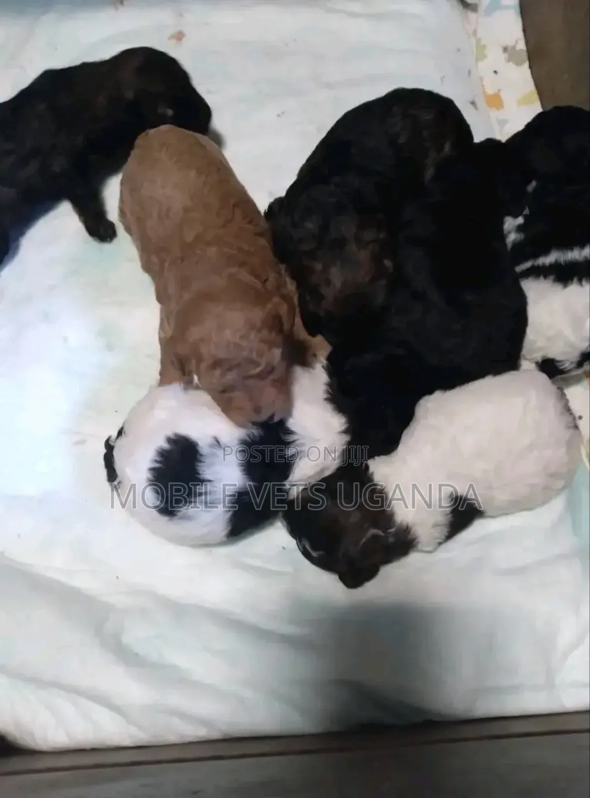 0-1 month Male Purebred Maltese