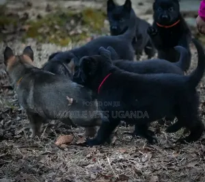 0-1 month Female Purebred German Shepherd