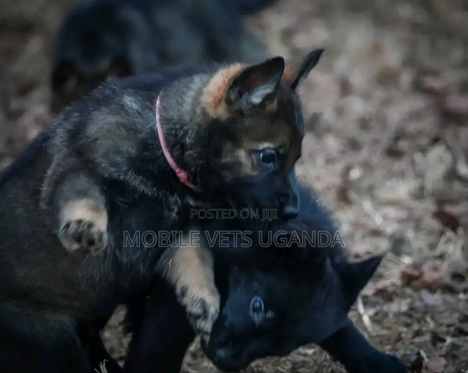 1-3 months Male Purebred German Shepherd