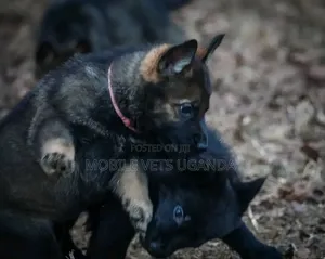 1-3 months Male Purebred German Shepherd