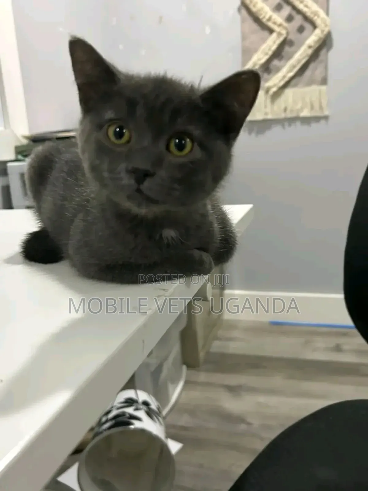1-3 months Male Purebred Bombay