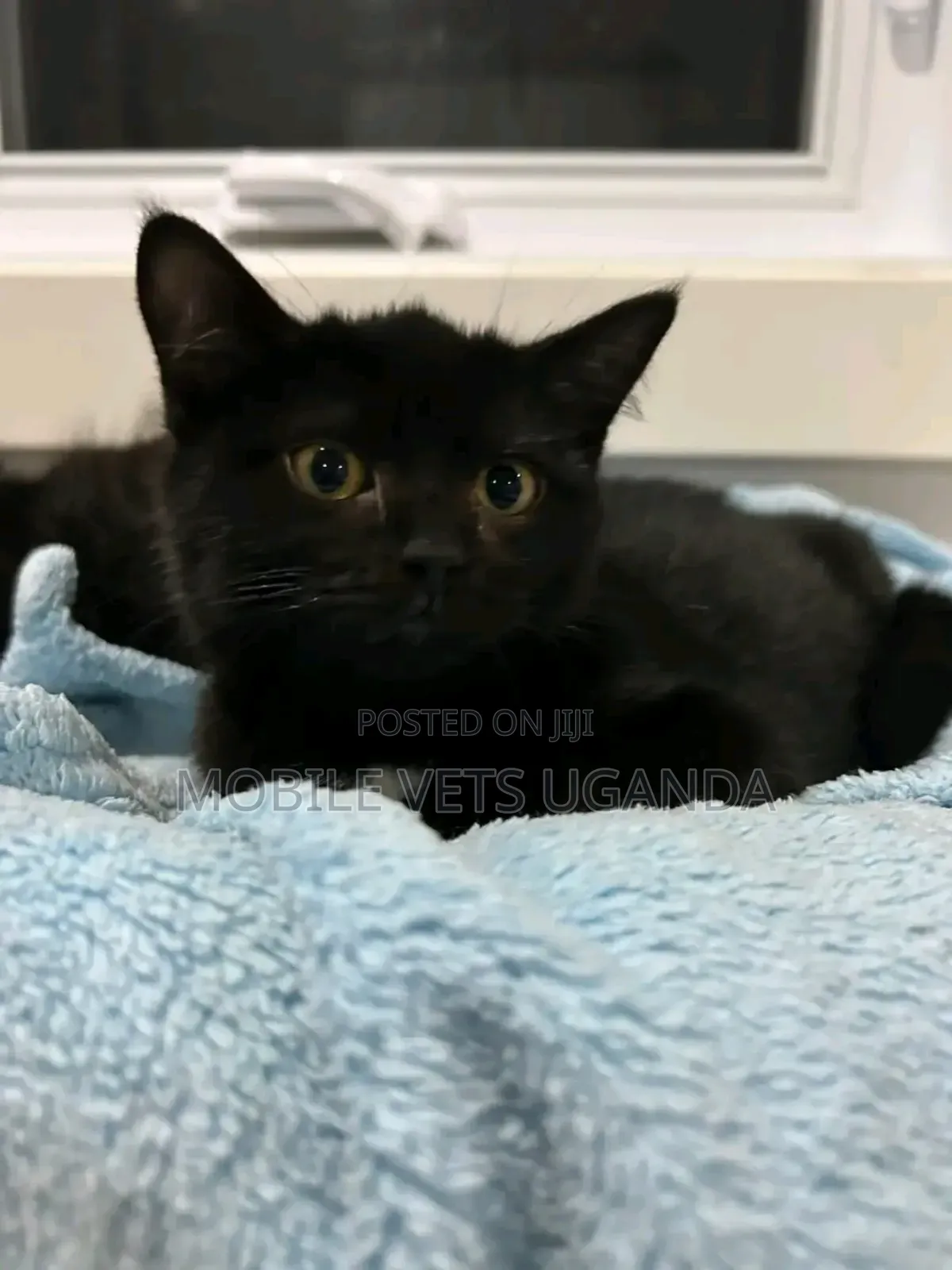 1-3 months Female Purebred British Shorthair