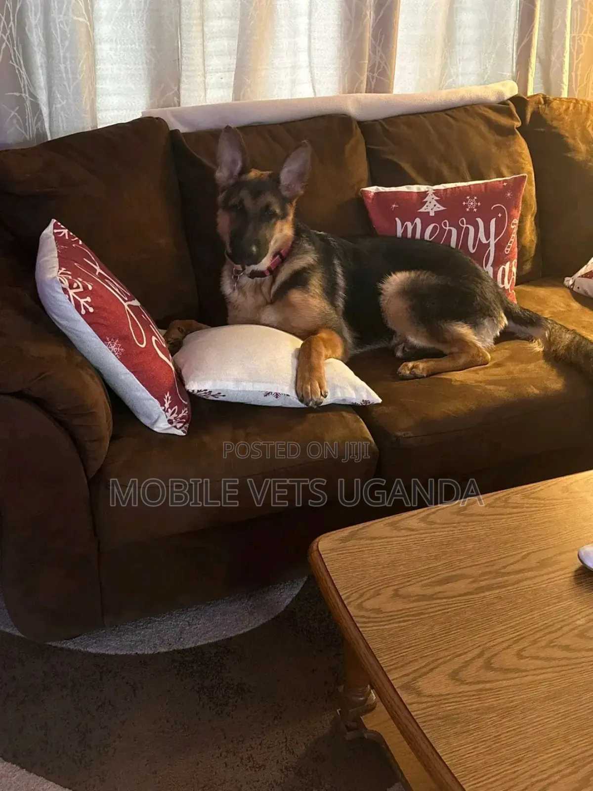 6-12 months Male Purebred German Shepherd