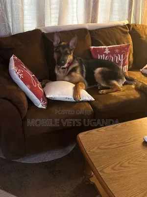 6-12 months Male Purebred German Shepherd