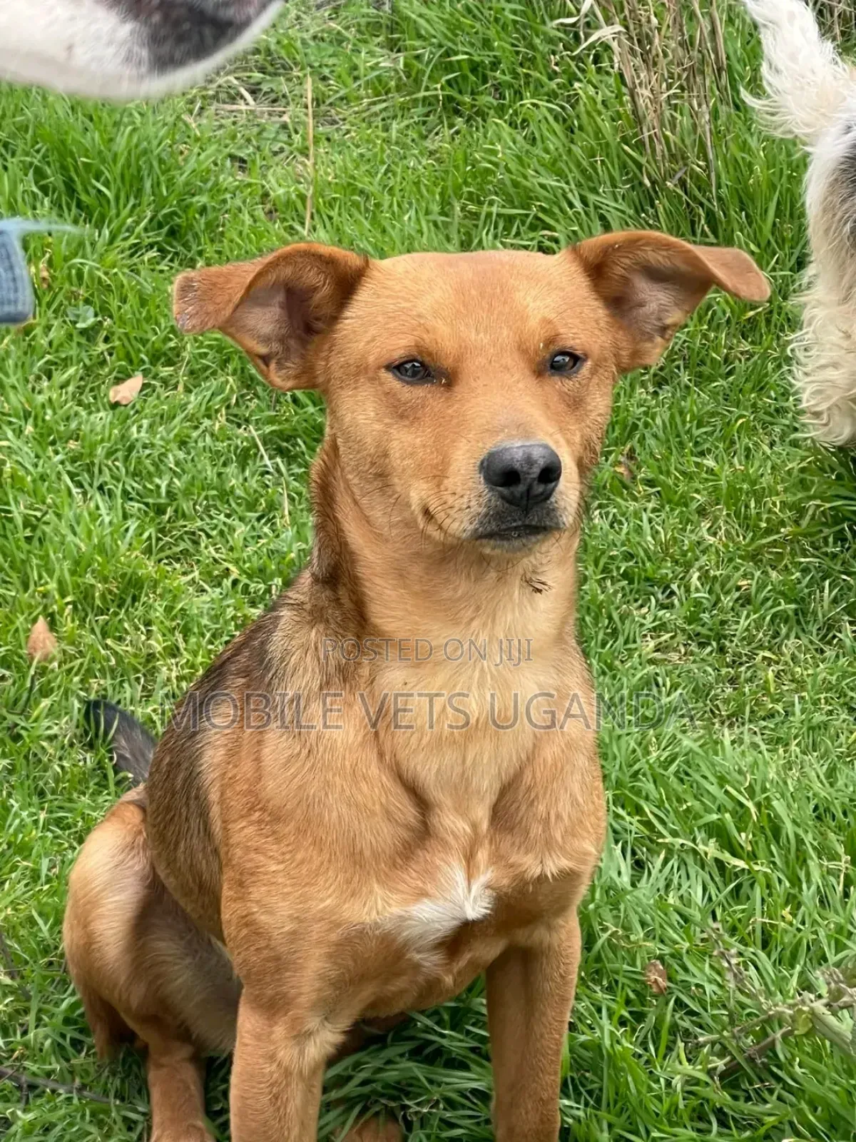 3-6 months Female Mixed Breed German Shepherd
