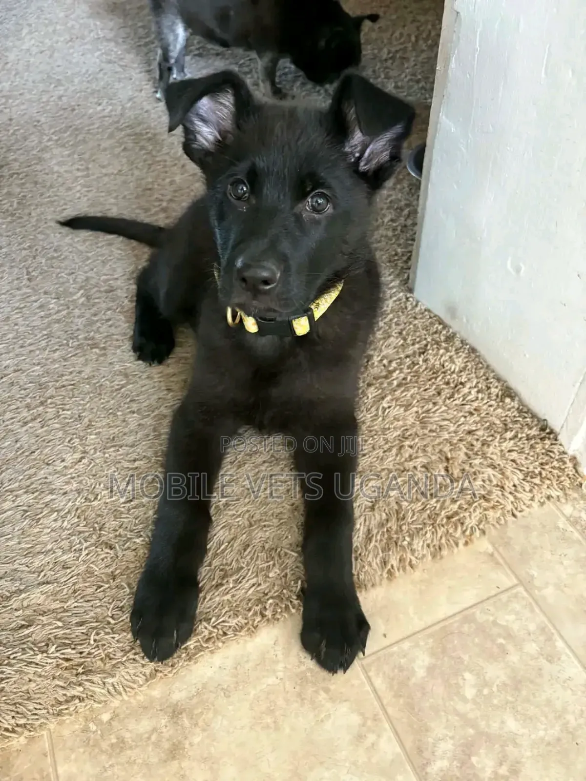 1-3 months Male Purebred German Shepherd