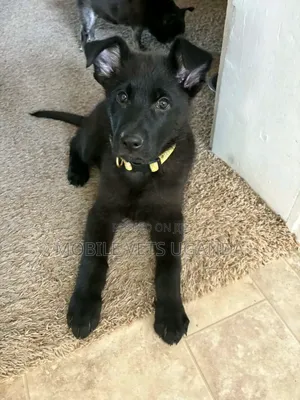 1-3 months Male Purebred German Shepherd