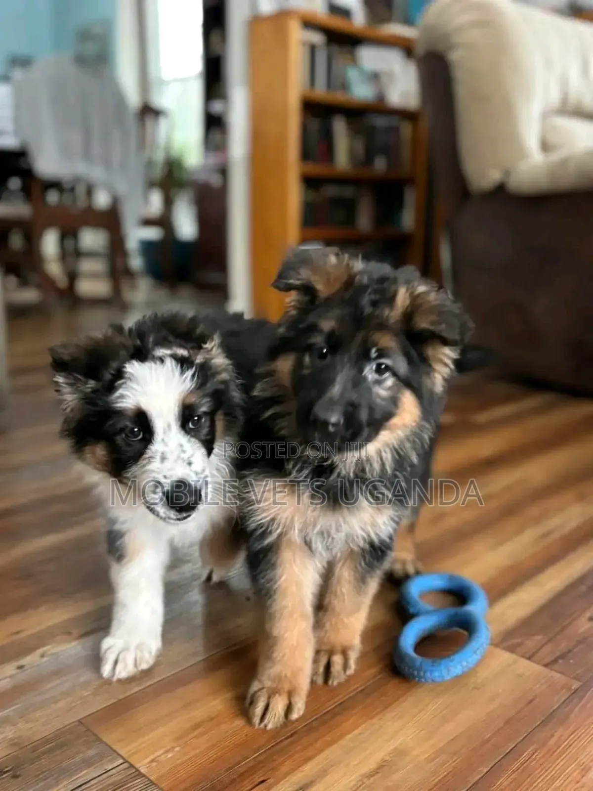 3-6 months Female Purebred German Shepherd