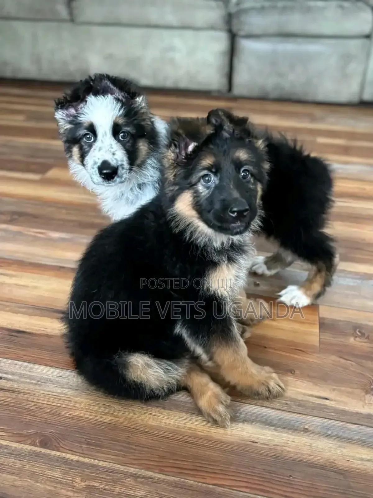 1-3 months Female Purebred German Shepherd