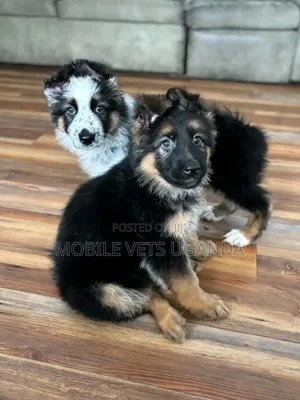 1-3 months Female Purebred German Shepherd