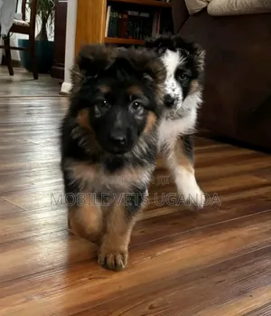 3-6 months Male Purebred German Shepherd