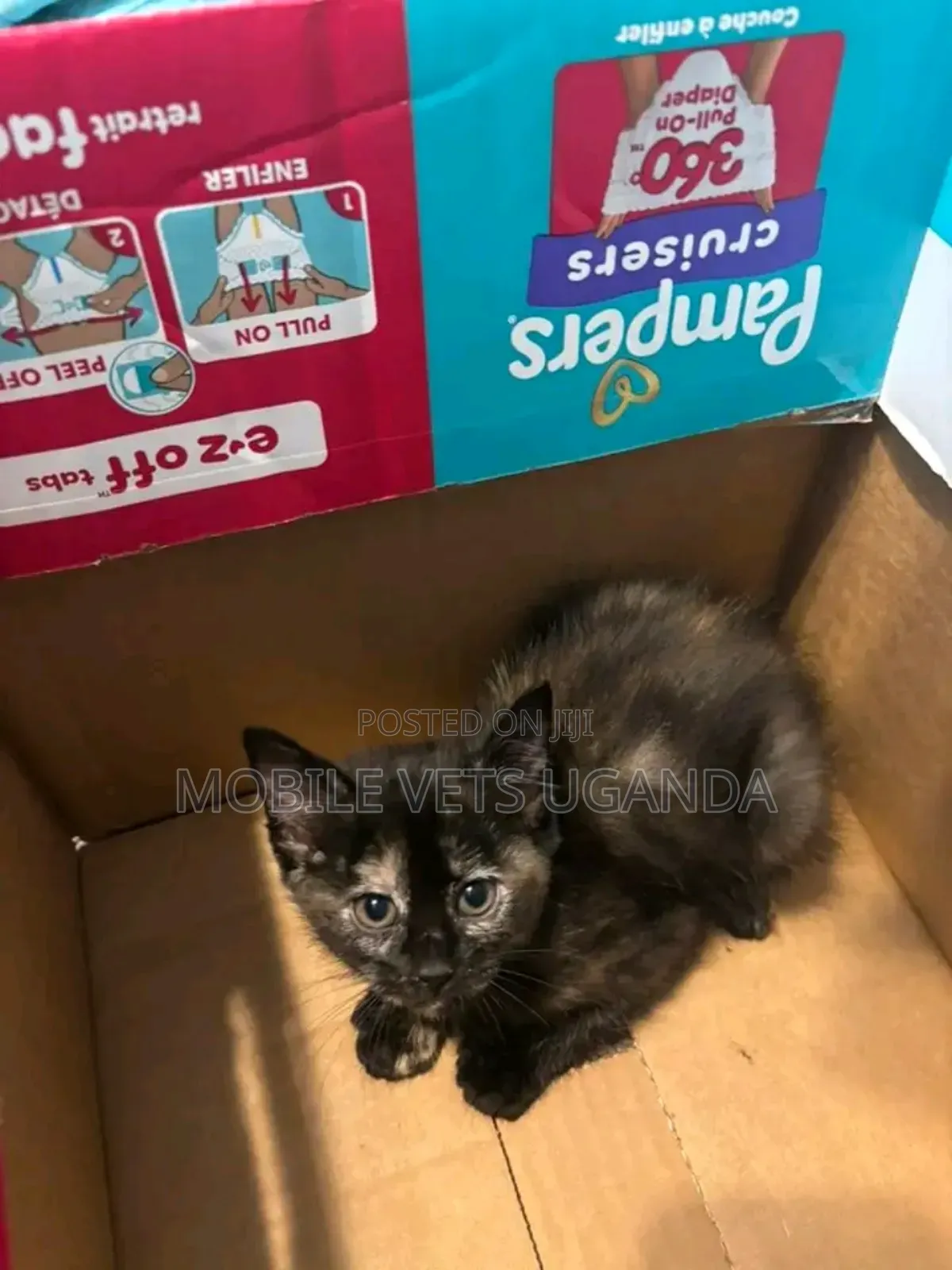 1-3 months Male Purebred British Shorthair