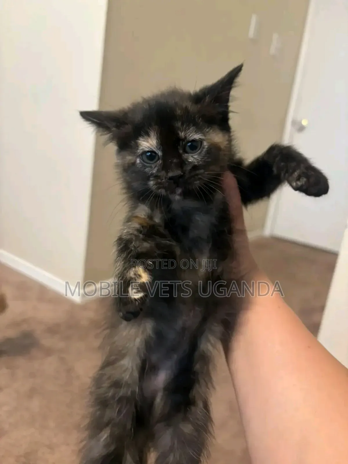 3-6 months Female Purebred Sphynx