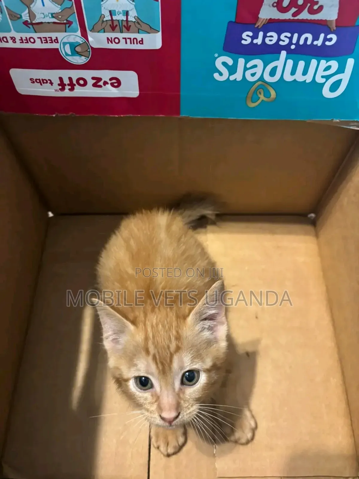 1-3 months Male Purebred Egyptian Mau