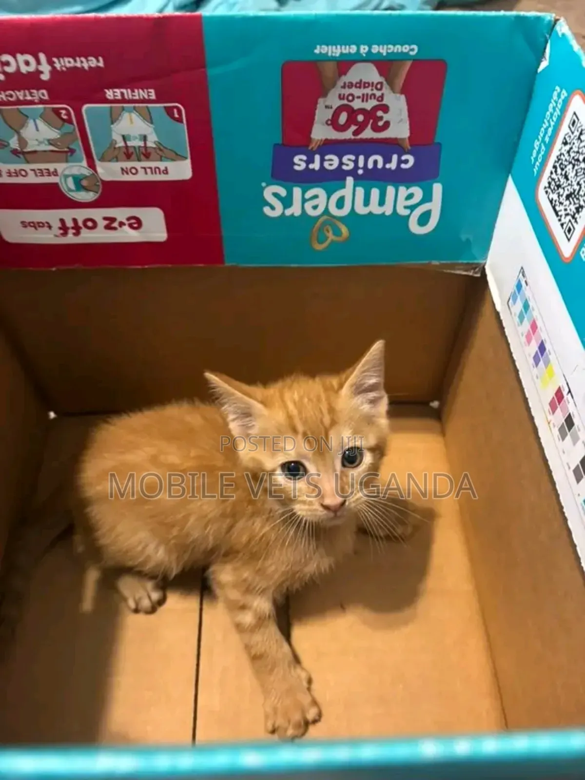 0-1 month Female Purebred Russian Blue