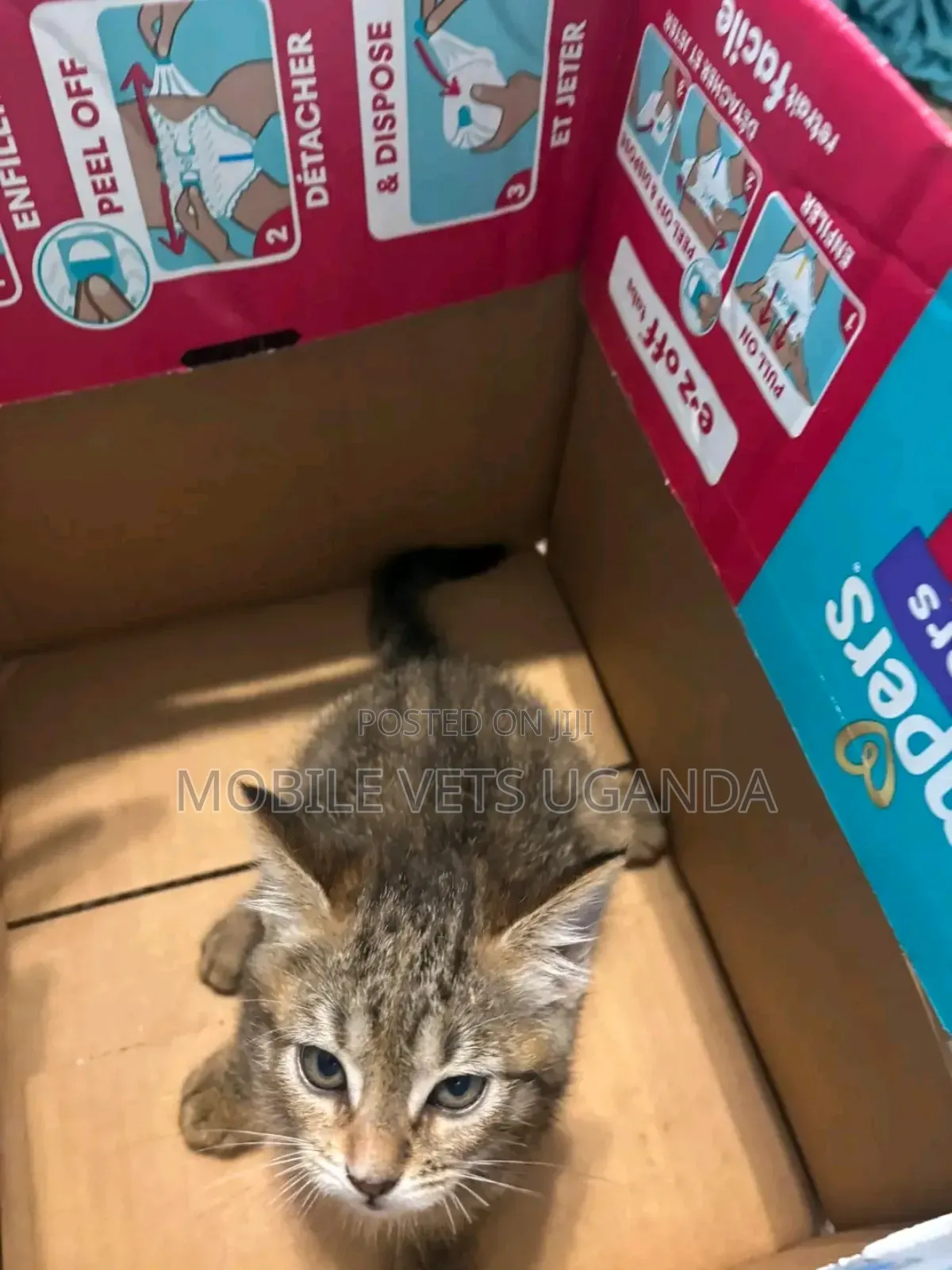 1-3 months Female Purebred Bengal