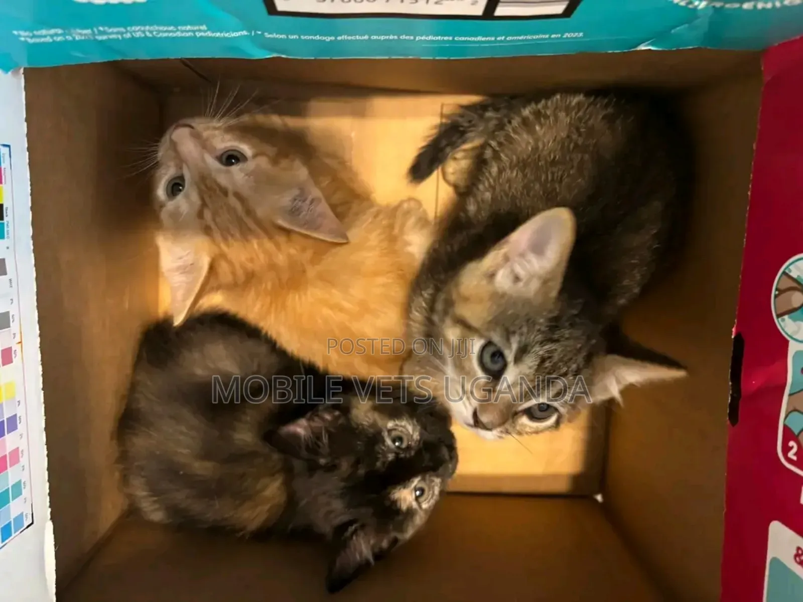 0-1 month Male Purebred Himalayan