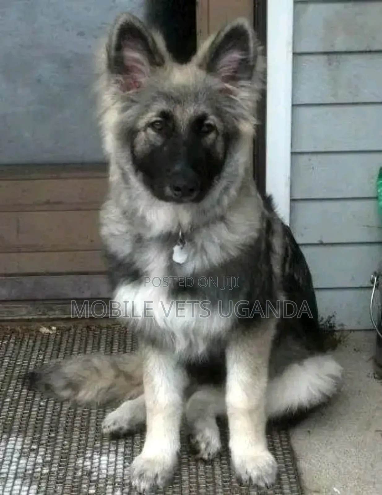 3-6 months Male Purebred German Shepherd