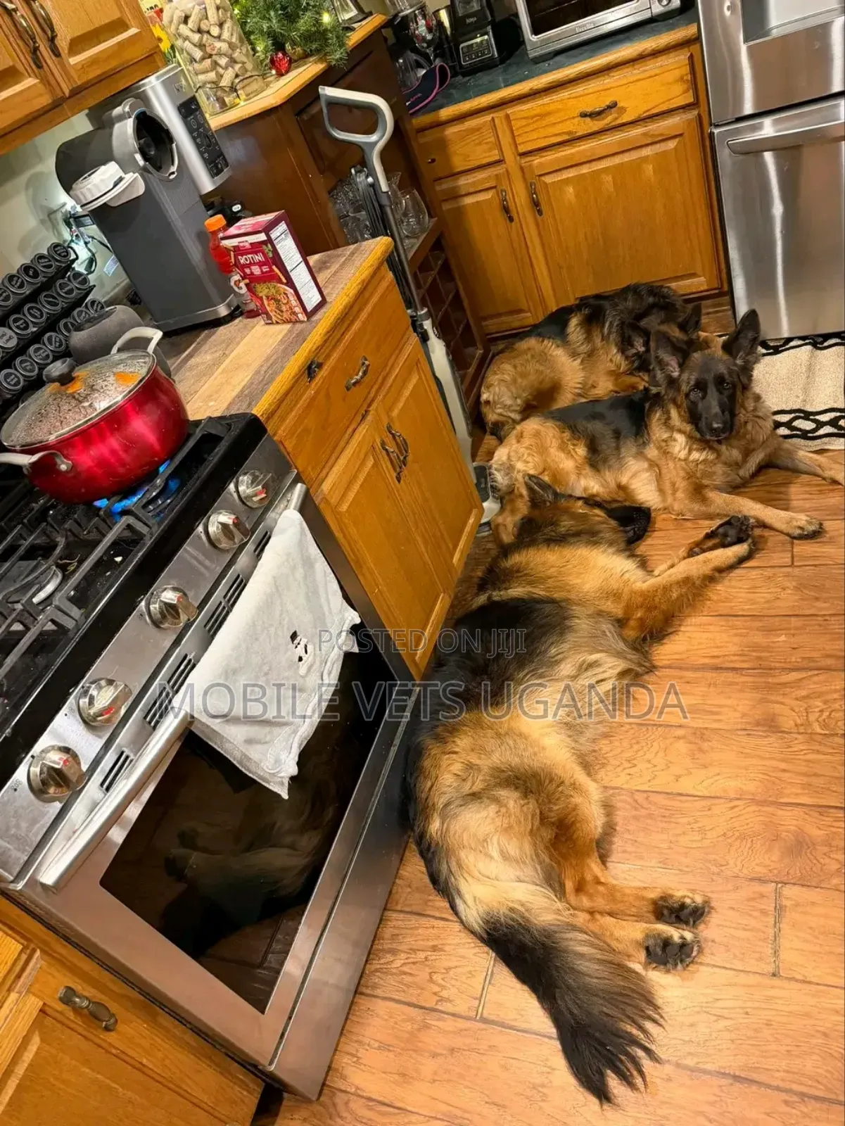 6-12 months Male Purebred German Shepherd