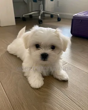 1-3 months Male Purebred Maltese