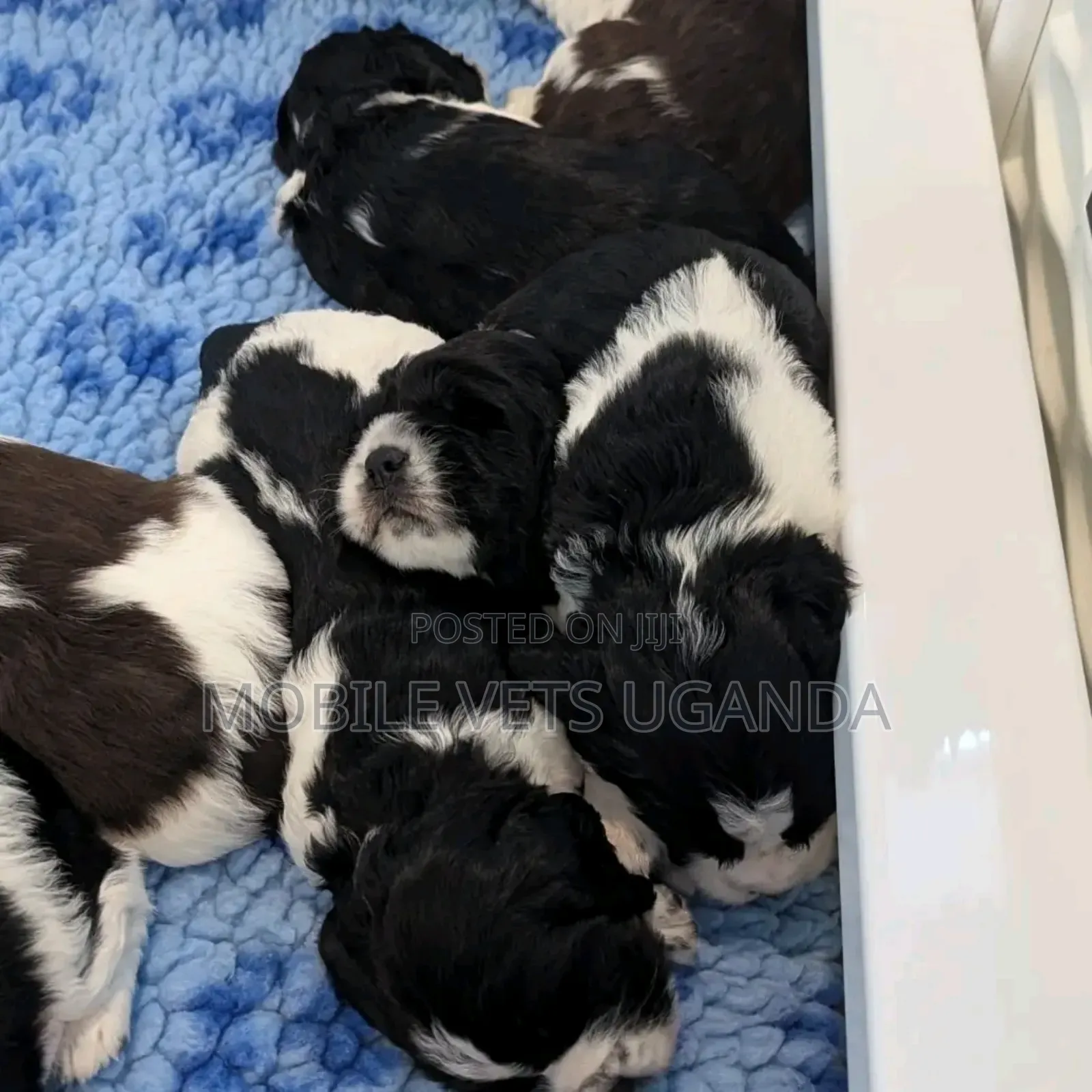 1-3 months Female Purebred Maltese