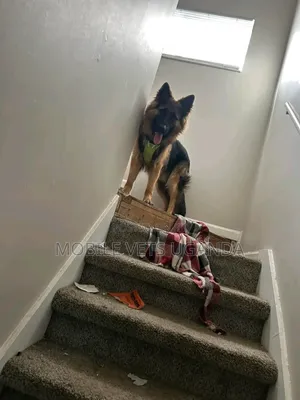 3-6 months Female Purebred German Shepherd
