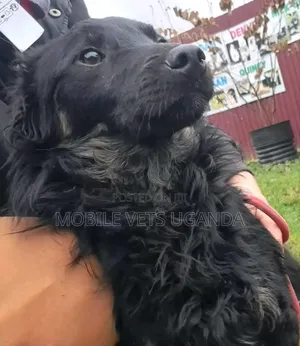 6-12 months Male Purebred German Shepherd