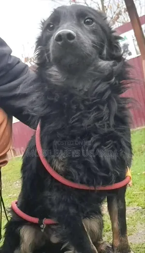1+ year Male Purebred German Shepherd