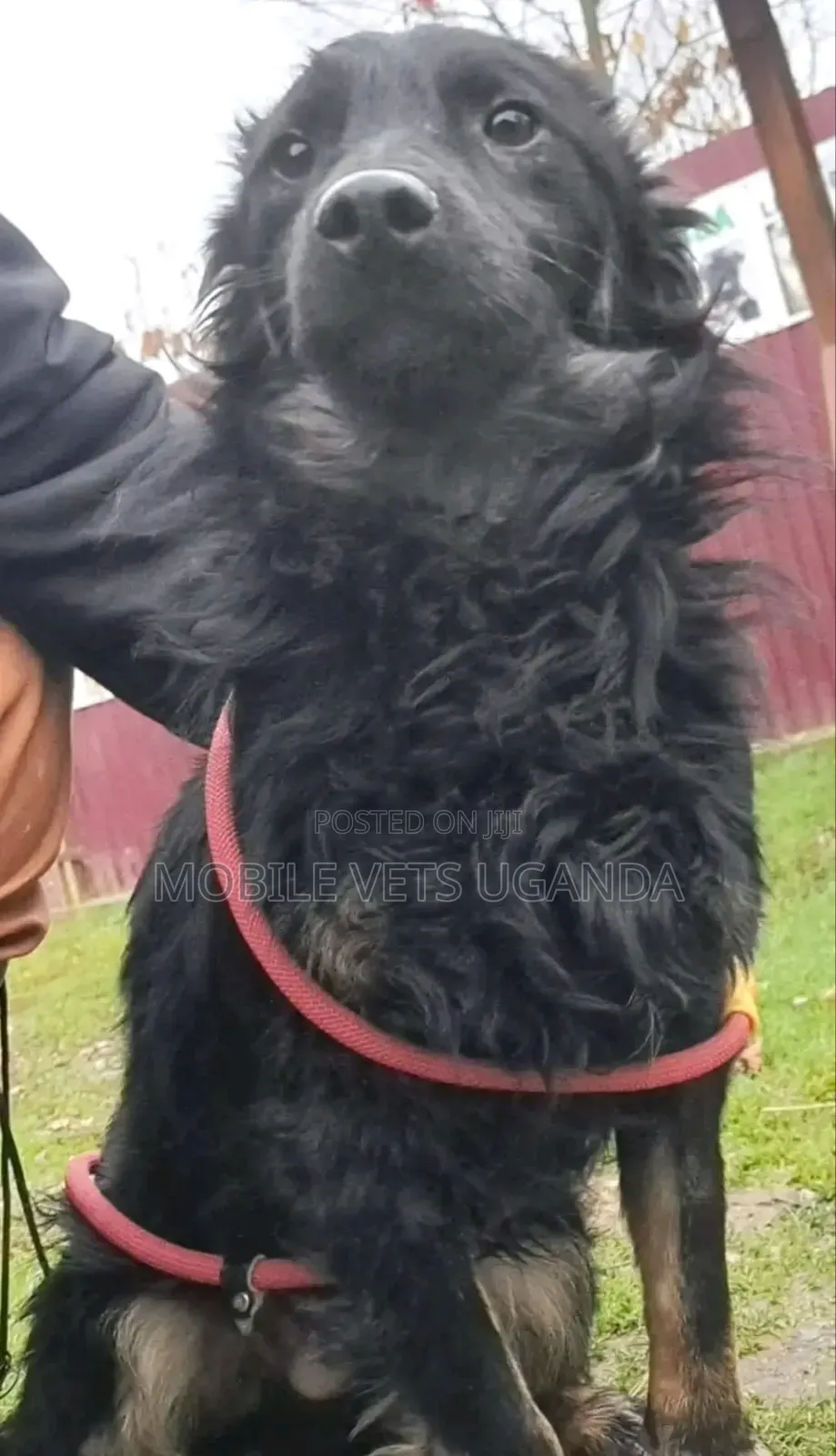 1+ year Male Purebred German Shepherd