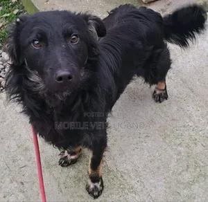 1-3 months Male Purebred German Shepherd