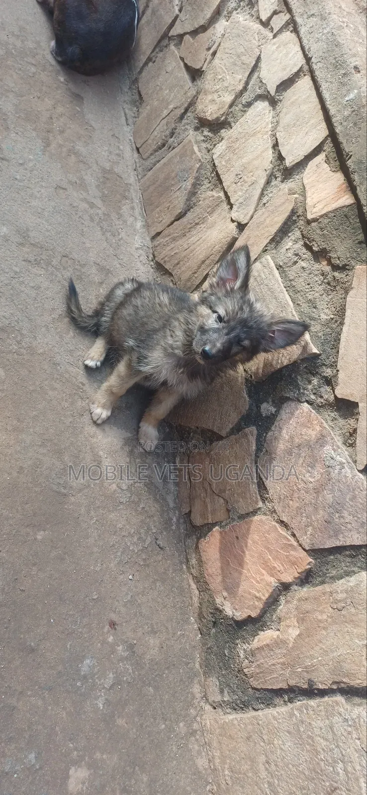 1-3 months Female Purebred German Shepherd