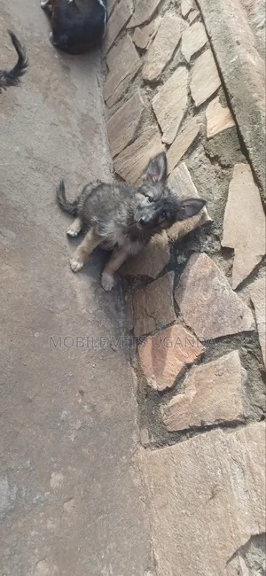 1-3 months Male Purebred German Shepherd