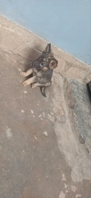 1-3 months Male Purebred German Shepherd