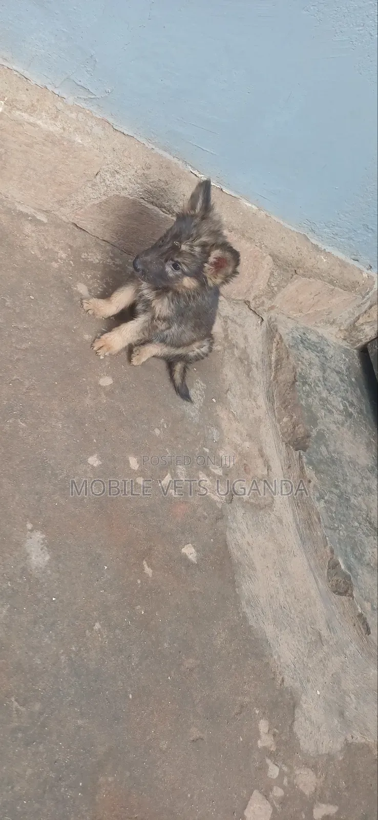 1-3 months Male Purebred German Shepherd