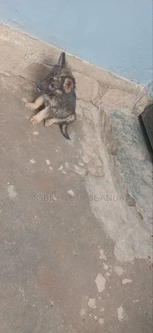 3-6 months Female Purebred German Shepherd