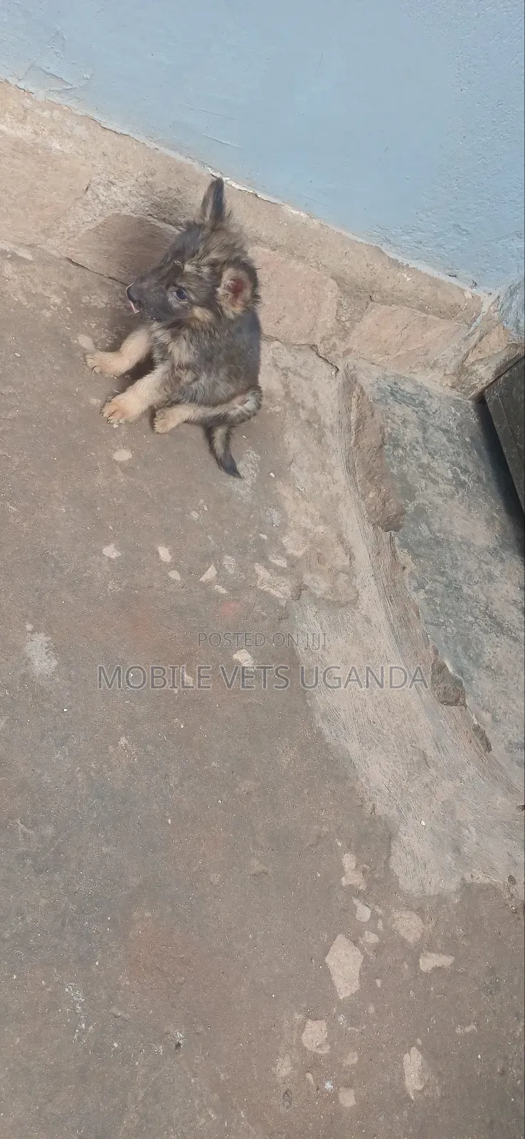 3-6 months Female Purebred German Shepherd
