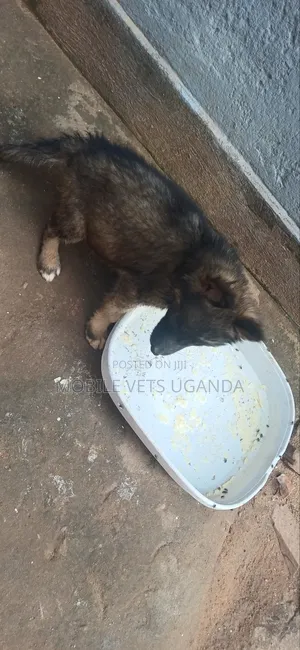 3-6 months Male Purebred German Shepherd